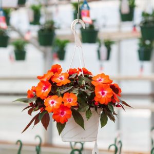 New Guinea Impatiens – Super Sonic Orange Ice – 8″ Hanging Basket