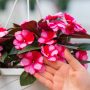 New Guinea Impatiens – Super Sonic Sweet Cherry – 8″ Hanging Basket