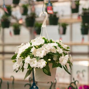 New Guinea Impatiens – Super Sonic White – 8″ Hanging Basket