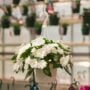 New Guinea Impatiens – Super Sonic White – 8″ Hanging Basket