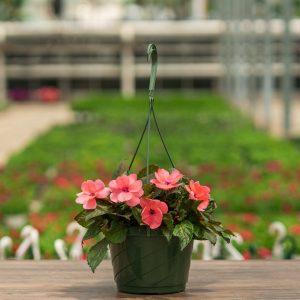 Sunpatiens – Compact Coral Pink – 8″ Hanging Basket