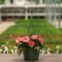 Sunpatiens – Compact Coral Pink – 8″ Hanging Basket