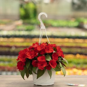Sunpatiens – Compact Deep Red – 8″ Hanging Basket