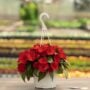 Sunpatiens – Compact Deep Red – 8″ Hanging Basket