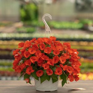 Sunpatiens – Compact Electric Orange – 8″ Hanging Basket