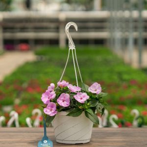 Sunpatiens – Compact Orchid – 8″ Hanging Basket