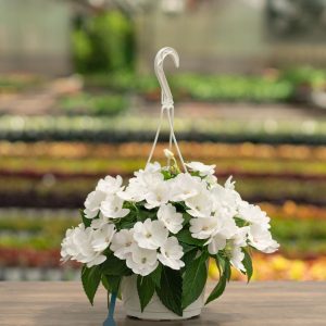 Sunpatiens – Compact White – 8″ Hanging Basket