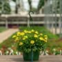Bracteantha – Dreamtime® Jumbo Yellow – 10″ Hanging Basket
