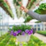 Combo – Blue Ridge – 10″ Hanging Basket
