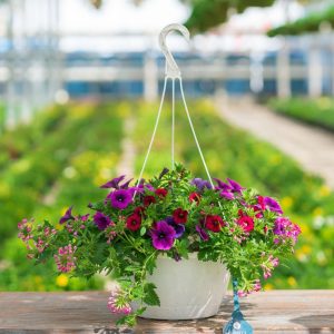Combo – Mermaid Tails – 10″ Hanging Basket