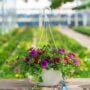 Combo – Mermaid Tails – 10″ Hanging Basket