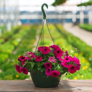 Combo – Night In Pompeii – 10″ Hanging Basket
