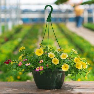 Combo – Great Escape – 10″ Hanging Basket