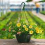 Combo – Great Escape – 10″ Hanging Basket