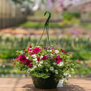 Combo – Jazzberry Jam – 10″ Hanging Basket