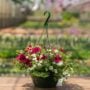 Combo – Jazzberry Jam – 10″ Hanging Basket