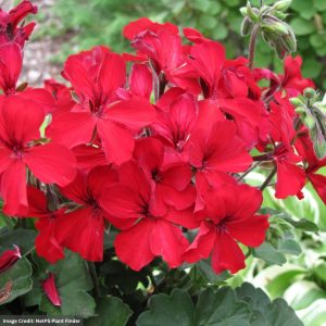 Geranium – Caliente Fire – 10″ Hanging Basket