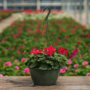 Geranium – Caliente Hot Coral – 10″ Hanging Basket