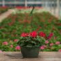 Geranium – Caliente Hot Coral – 10″ Hanging Basket