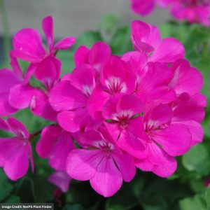 Geranium – Caliente Lavender – 10″ Hanging Basket