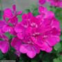 Geranium – Caliente Lavender – 10″ Hanging Basket