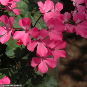 Geranium – Caliente Pink – 10″ Hanging Basket