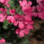 Geranium – Caliente Pink – 10″ Hanging Basket