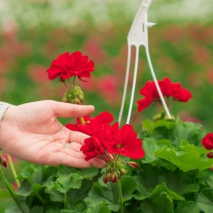 Geranium – Calliope Large Dark Red – 10″ Hanging Basket