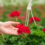 Geranium – Calliope Large Dark Red – 10″ Hanging Basket
