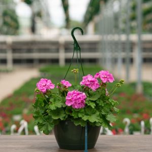 Geranium – Calliope Large Lavender – 10″ Hanging Basket