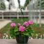 Geranium – Calliope Large Lavender – 10″ Hanging Basket