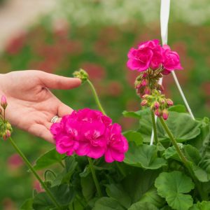 Geranium – Calliope Large Pink – 10″ Hanging Basket