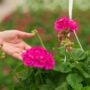 Geranium – Calliope Large Pink – 10″ Hanging Basket