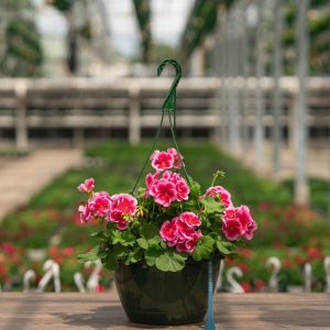 Geranium – Calliope Large Rose Mega Splash – 10″ Hanging Basket
