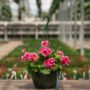 Geranium – Calliope Large Rose Mega Splash – 10″ Hanging Basket