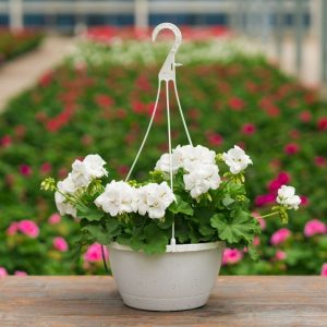 Geranium – Calliope Large White – 10″ Hanging Basket