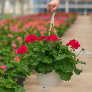 Geranium – Calliope Medium Crimson Flame – 10″ Hanging Basket