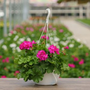 Geranium – Calliope Medium Deep Rose – 10″ Hanging Basket