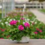 Geranium – Calliope Medium Deep Rose – 10″ Hanging Basket