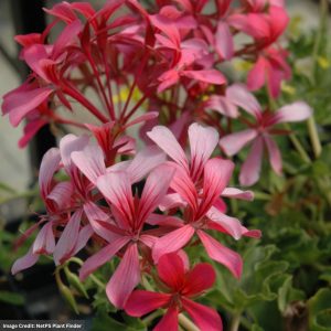 Geranium – Ivy Cascade Sofie – 10″ Hanging Basket