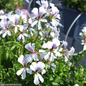 Geranium – Ivy Cascade White – 10″ Hanging Basket