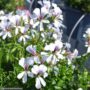 Geranium – Ivy Cascade White – 10″ Hanging Basket