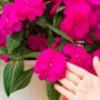 New Guinea Impatiens – Super Sonic Lilac – 10″ Hanging Basket