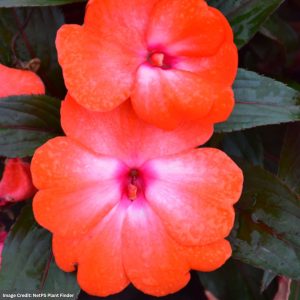 New Guinea Impatiens - Super Sonic Orange Ice - 10" Hanging Basket