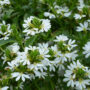 Scaevola – Fanatix™ White – 10″ Hanging Basket
