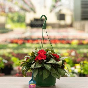 Sunpatiens – Compact Deep Red – 10″ Hanging Basket