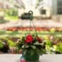 Sunpatiens – Compact Deep Red – 10″ Hanging Basket