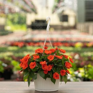 Sunpatiens – Compact Electric Orange – 10″ Hanging Basket