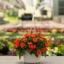 Sunpatiens – Compact Electric Orange – 10″ Hanging Basket