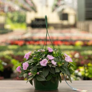 Sunpatiens – Compact Orchid – 10″ Hanging Basket